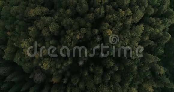 空中飞越森林视频的预览图
