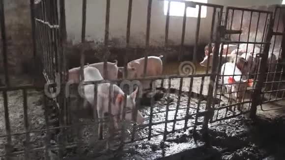 一个农场的猪群里的猪一群动物视频的预览图