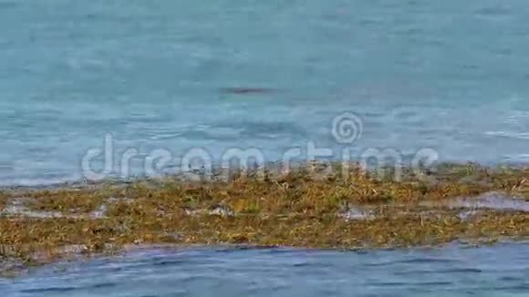 海藻4k视频的预览图