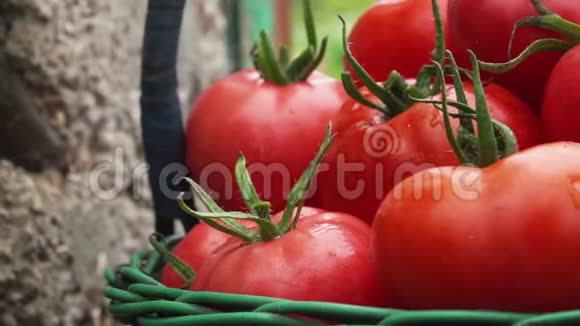 篮子里有许多红熟番茄有机蔬菜收获视频的预览图