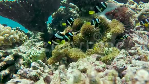 生活在马尔代夫群岛上的一种黑色小丑鱼视频的预览图