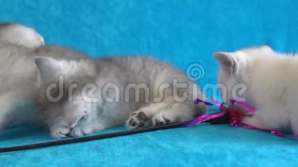 毛茸茸的白色小猫躺在蓝色的毯子上向前看视频的预览图