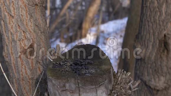 冬天鸟类以树干的形式在树桩上采集种子煤田柳田大田克里伯视频的预览图