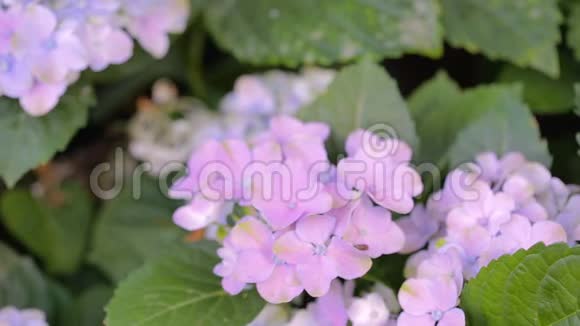 紫色绣球花在阳光明媚的夏季或春日花园中用于美容装饰和农业视频的预览图