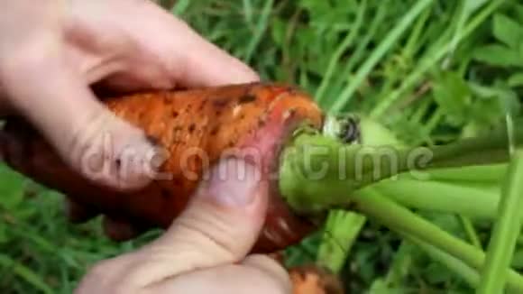 在花园里切胡萝卜的农夫的手视频的预览图