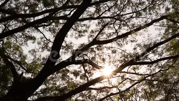 阳光穿过树干视频的预览图