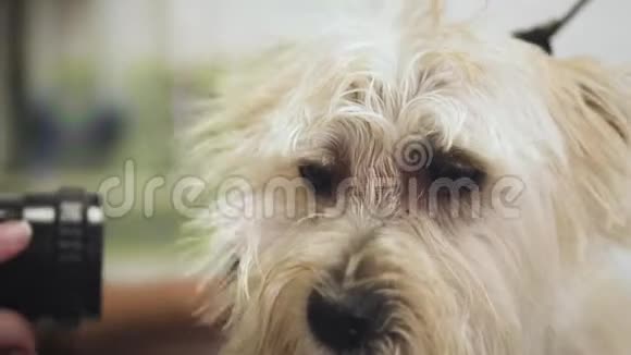 狗的梳理宠物美容师用吹风机吹干湿狗毛动物美容院慢动作视频的预览图