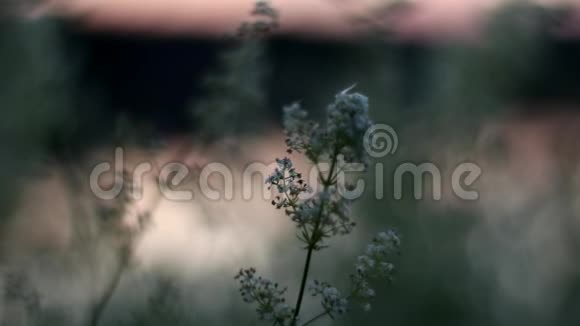 傍晚河边有美丽的白花慢镜头移动视频的预览图