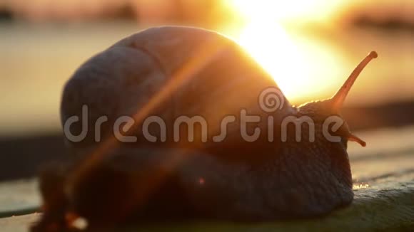 日落时分蜗牛在长凳上爬行视频的预览图