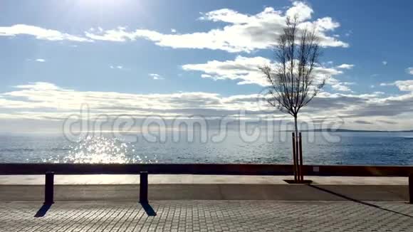 冬季树木和海滨景观的慢动作片段视频的预览图