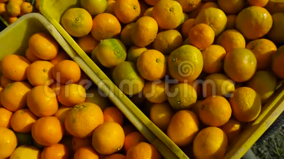 新鲜采摘的有机橘子和橘子视频的预览图
