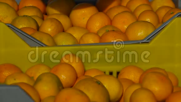 把刚摘下来的橘子放在篮子里视频的预览图