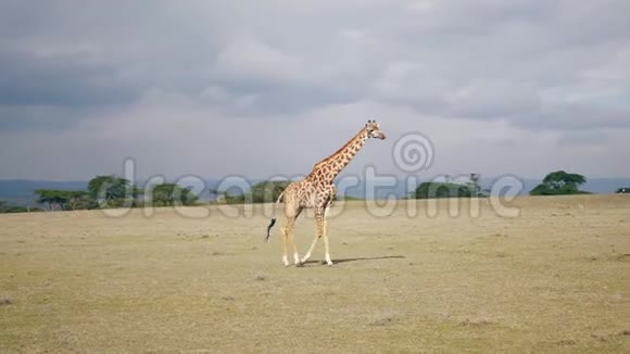 非洲长颈鹿走在草原上许多动物在远处觅食视频的预览图