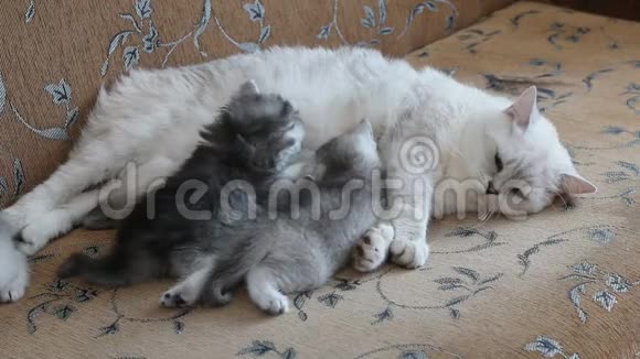 白母猫照顾和喂养她的婴儿小猫关闭视频的预览图