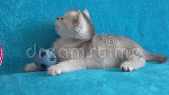 可爱的灰色小猫躺在蓝色背景上带着一个球视频的预览图
