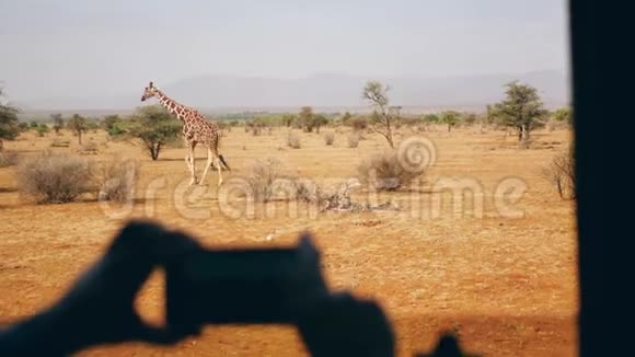 双手拿着电话拍照野长颈鹿在非洲大草原上行走视频的预览图