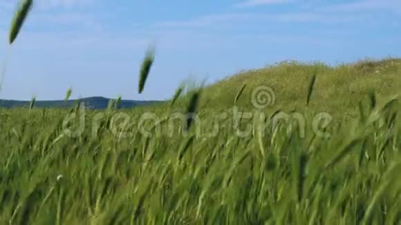 一个穿着紫色衣服的红发女孩沿着一条小径走着沿着一片绿草和小穗在风中摇曳视频的预览图