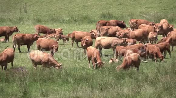红牛在茂盛的绿色牧场上放牧视频的预览图