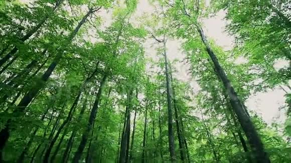 春天森林里长绿树视频的预览图