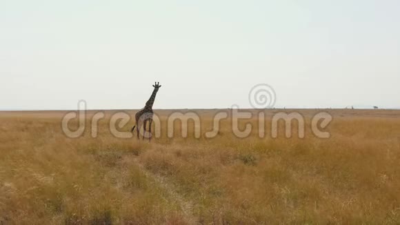 长颈鹿站在非洲草原上在干燥的季节里长着高大的干草视频的预览图