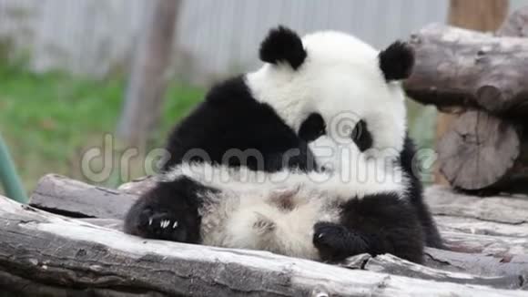 大熊猫正在冷却中国视频的预览图