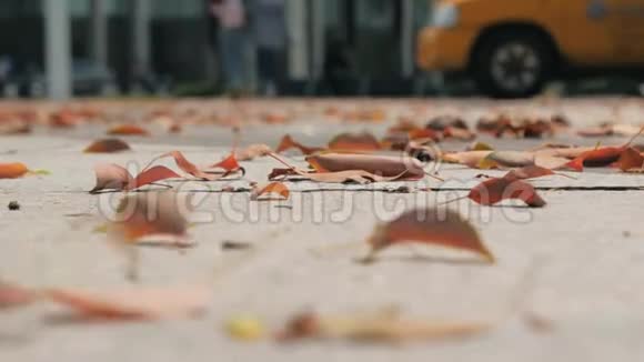 近景的风在人行道上旋转着树叶人行道上的落叶视频的预览图