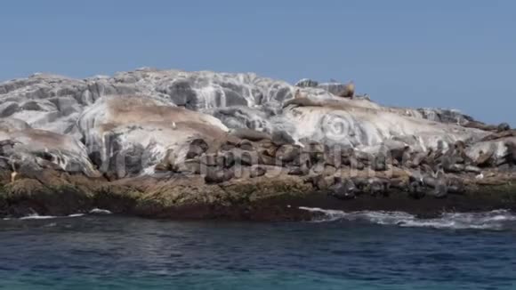 在蒙塔古岛追踪海豹的镜头视频的预览图