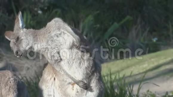 一只袋鼠抓着它的肚子视频的预览图