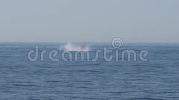 一条长达60磅的座头鲸尾巴拍打视频的预览图
