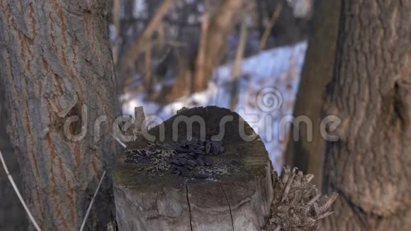 冬天鸟类以树干的形式在树桩上采集种子煤田柳田大田克里伯视频的预览图