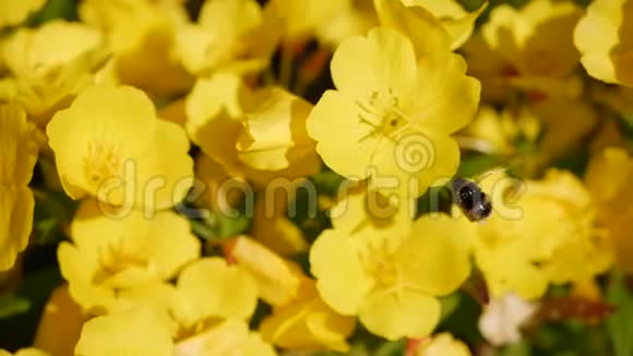 飞工蜂从黄花地采集花蜜春天的自然背景特写镜头4K视频的预览图
