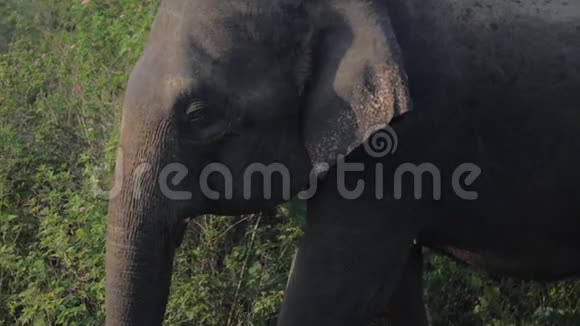 美丽的大象站在绿草中有动物的影子视频的预览图