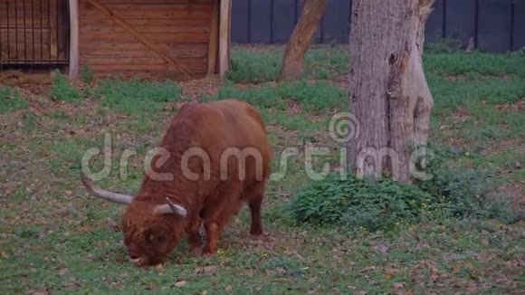 正面看动物高地牛或苏格兰牛牛牛牛牛牛牛牛在地上吃树叶视频的预览图