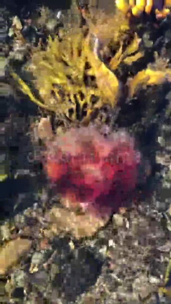 海藻中红色水母的垂直视频视频的预览图