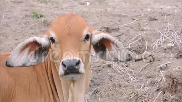 美丽的泰国当地红牛在干旱地区的泰国农村视频的预览图