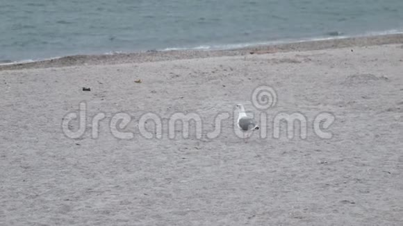4一只大海鸥站在海边的沙滩上鸽子一会儿就来了视频的预览图