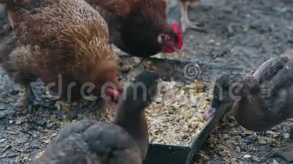 鸭子和鸡在鸟场吃玉米饲养家鸭和鸡视频的预览图