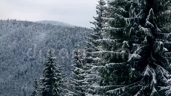 云杉和松树的树冠和覆盖着雪的树枝雪杉林中的冬日山峦叠嶂视频的预览图