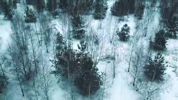 冬季一张鸟瞰图冬林和裸树直升机射击视频的预览图