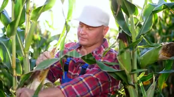 农民穿着格子衬衫检查玉米芯在阳光明媚的夏日检查他的田地里的玉米质量背景资料视频的预览图