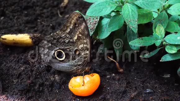 蝴蝶吃水果视频的预览图
