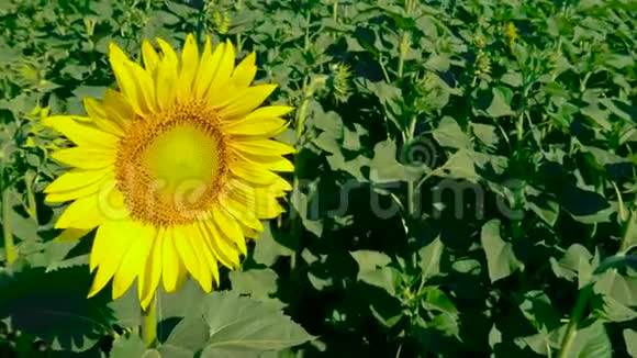 全景的开放美丽的向日葵等关闭作为第一个概念视频的预览图