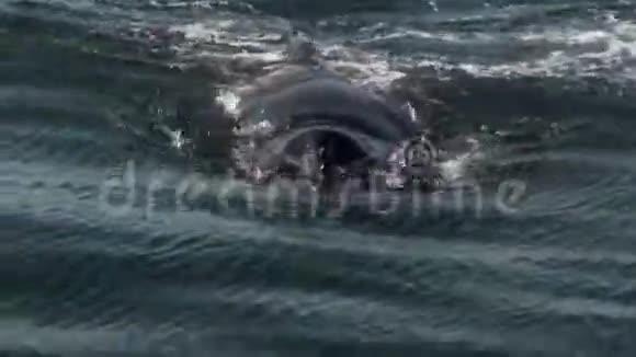 一条鲸鱼向镜头游去的极端近距离视频的预览图