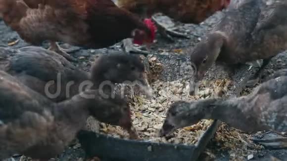 鸭子和鸡在鸟场吃玉米饲养家鸭和鸡视频的预览图