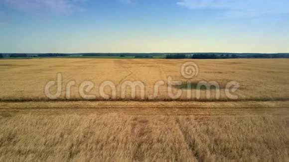 空中景色结合了田间丰富的黑麦作物视频的预览图