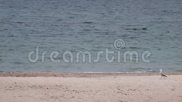 4一海鸥正在空滩上散步视频的预览图