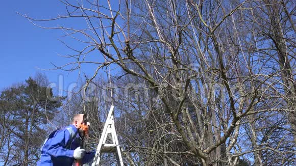 园艺师爬上梯子用剪刀修剪苹果树枝视频的预览图