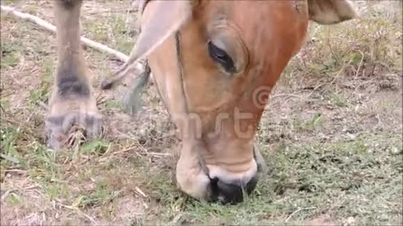 美丽的泰国当地红牛在泰国农村的干旱地区觅食视频的预览图
