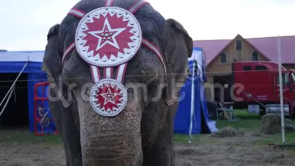 县集市上的狂欢大象手持镜头视频的预览图