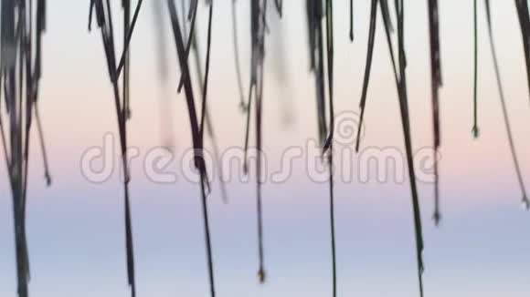 一排小竹子视频的预览图